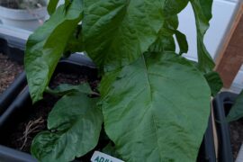 Why are the leaves of all my hot peppers incredibly large ?