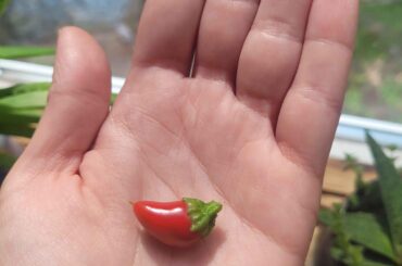 My Big Harvest :)