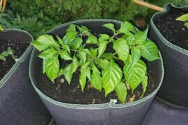 Questions about hot pepper plants. First timer.