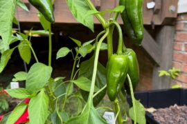First harvest questions