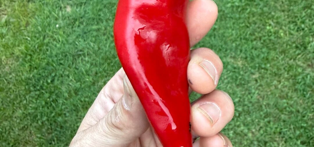 Mystery pepper in my first sauce attempt