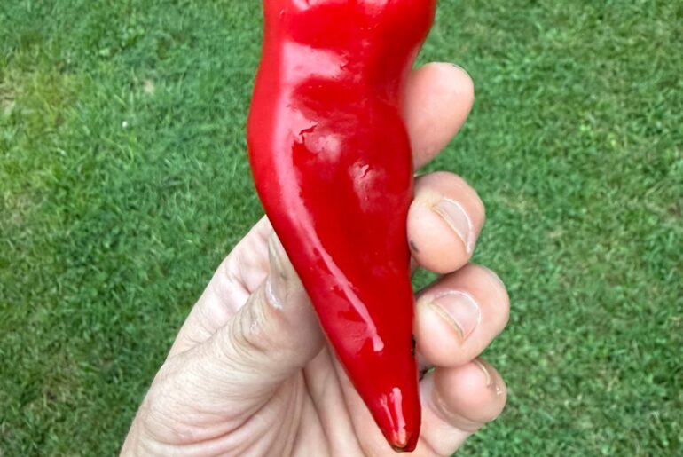 Mystery pepper in my first sauce attempt