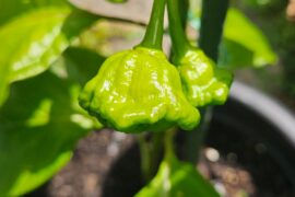 Did I actually get Scotch Bonnets?