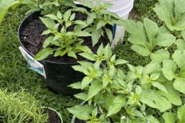 Welcome myself showing my pepper plants I need to ID?