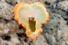 Peach reaper hybrid?