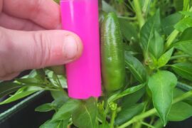 Why aren't my peppers ripening?