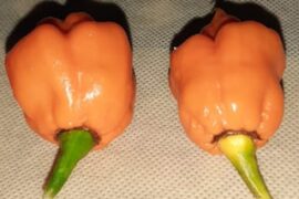 Help IDing peppers - Scotch Bonnet MOA?
