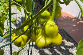 SCOTCH BONNET?