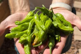 First shishitos of the season!