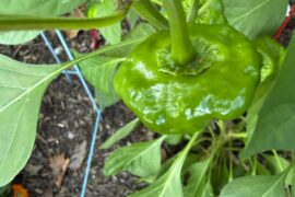 Scotch Bonnet or Yellow Mushroom?