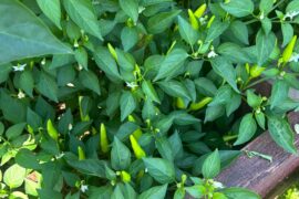 Need some help from the Pepper Pros!