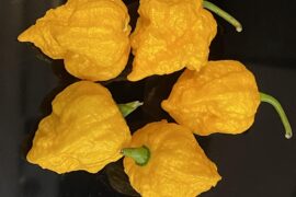 Yellow Fever