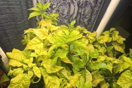 Using Hombolt secret A and B, what supplements to help this deficiency?