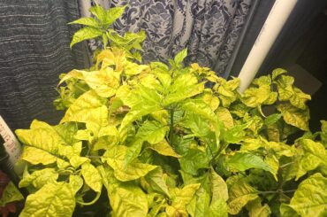 Using Hombolt secret A and B, what supplements to help this deficiency?