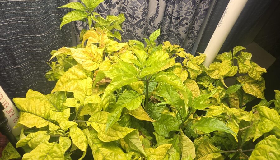 Using Hombolt secret A and B, what supplements to help this deficiency?