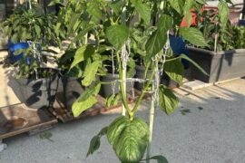 Need help for identification