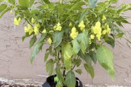 How long until AJIs are ripe?