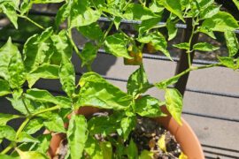 NOT a frontera sweet pepper