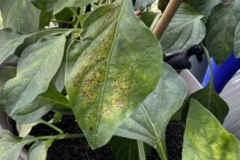 Is this plant sick?