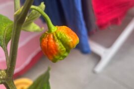 Buongiorno, me lo hanno venduto per fatalii