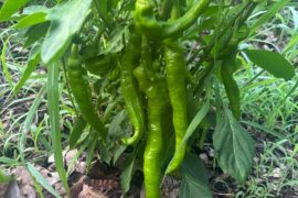 Will somebody please let me know what kind of peppers these are? I lost my tag.