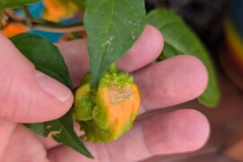 Had to cull peppers off my Carolina reaper plant because of the heatwave