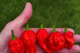 Harvest of the day