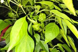 Scotch bonnet or not really?