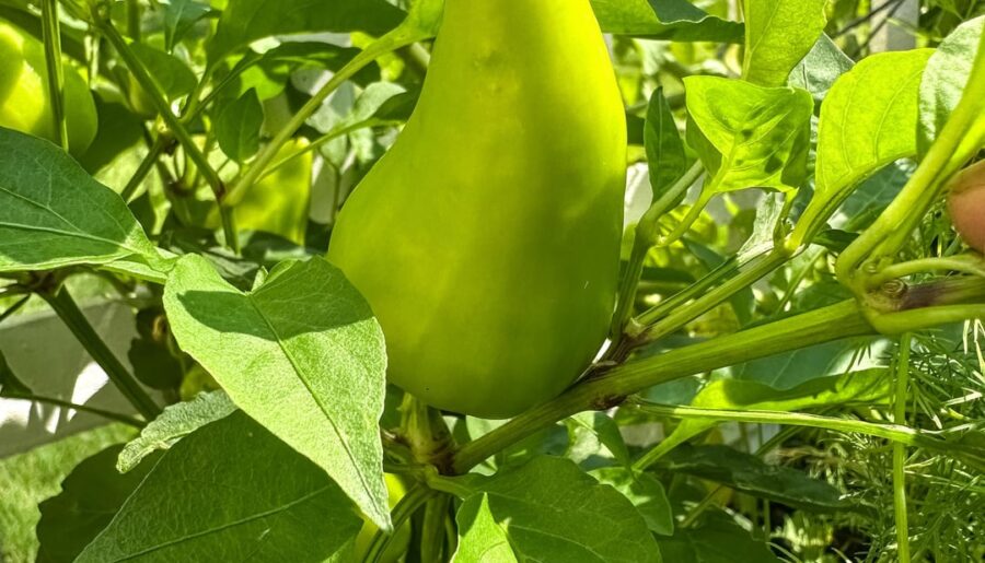 Is this really a Spicy Jane?