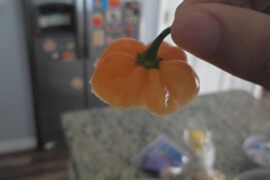 Update: I had the Habanero