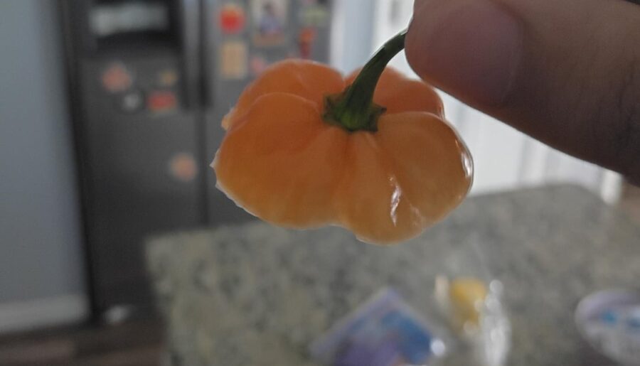 Update: I had the Habanero
