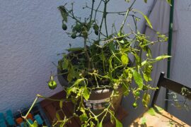 Cooked my pepper plants battling aphids with doctor types. How do I bring em back?
