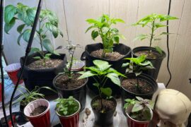 First timer needing advice (thrips spotted)