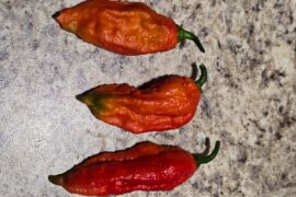 First Yield "Ghost Pepper" Central Texas