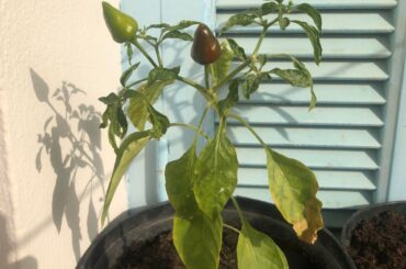 Can somebody identify what type of pepper is this ?