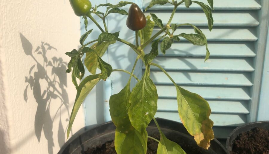 Can somebody identify what type of pepper is this ?