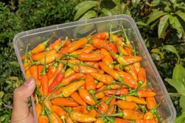 Today harvest, "Rawita" Hot Pepper