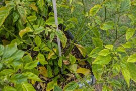 Yellow curling leathery leaves on ghost pepper.