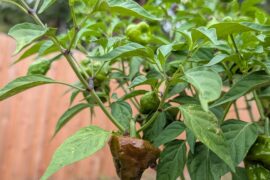 Yellow Scotch Bonnet Not So Yellow...