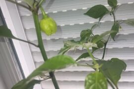 Id?