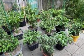 Who needs a lawn when you can have peppers?