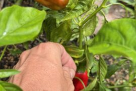 So, I think I have crossed a guajillo pepper with a habanero