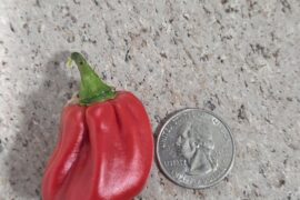 Indoor Ugandan Red Habanero