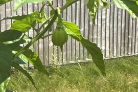 Is it looking too rounded and not as bumpy as a normal (yellow) reaper, or is it too early to tell?