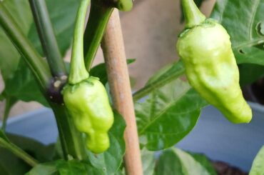 Am I correct this is not MOA Scotch Bonnet?