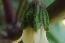 Odd flowers