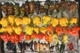 Ready for the smoker!