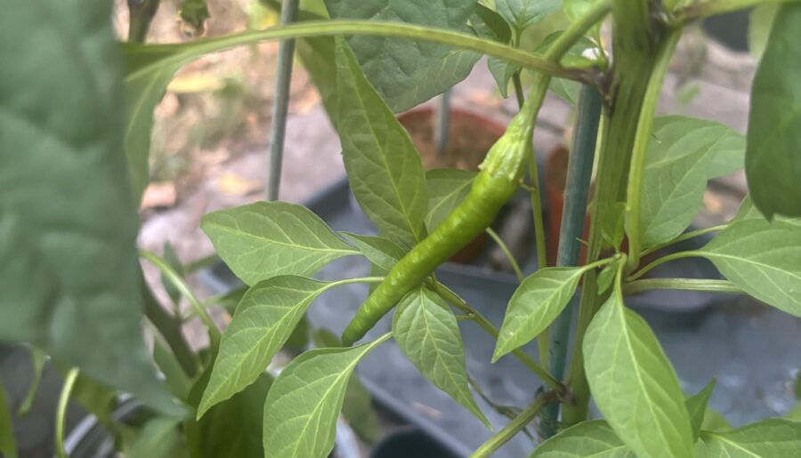 Thought I was growing reapers…