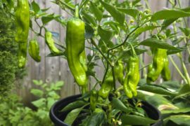 Shishito peppers just about ready to harvest