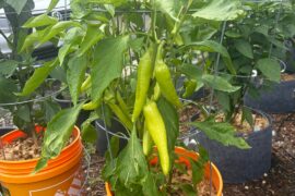 Hungarian Wax pepper